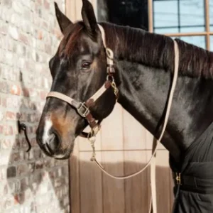 Longe Plaited Nylon - Kentucky