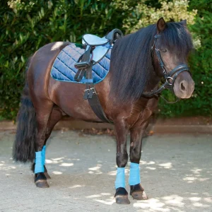 Bardette shetland HKM Shetty