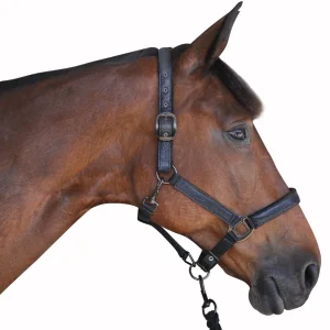 964c6832-f2d6-4027-8913-6d221afb71fe.jpgv1601277572 Licol avec longe Canter Black