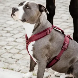 Harnais Actif Velvet - Kentucky