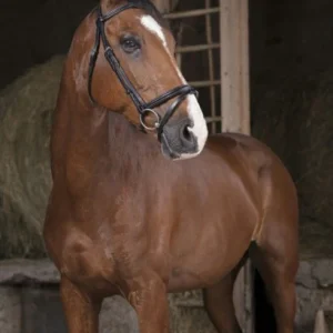 Bridon "Fin" - Norton Pro