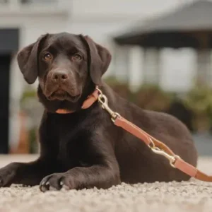 Laisse Vegan Leather - Kentucky