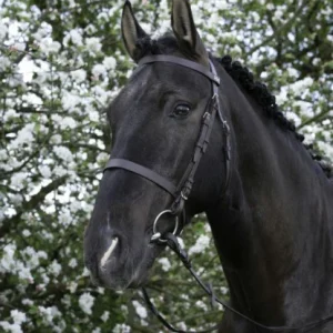 Bridon "Muserolle Française" - Riding World