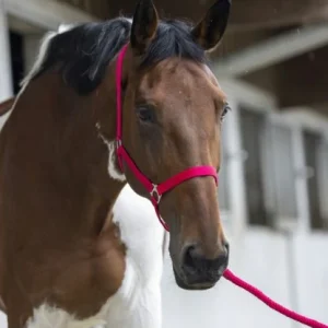 Licol + Longe "Club" - Riding World