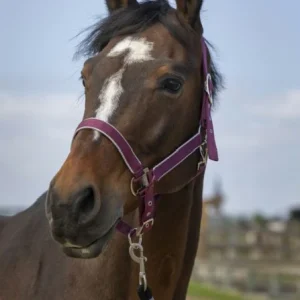 Licol Light Nylon - Equitheme