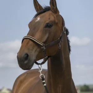 bfdbffdbd.jpgv1699542638 Licol Chevron Nylon - Equitheme