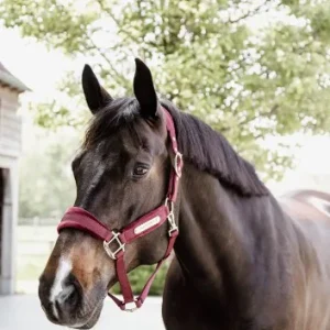 Licol Velvet - Kentucky