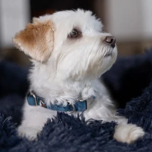 Collier pour chien HKM Anam Cara