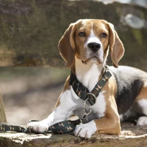 Collier pour chien HKM Beagle