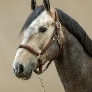 Licol Cuir Extra Souple - Dy'on