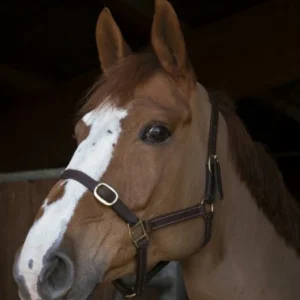 Licol Club Cuir - Norton