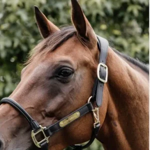 Têtière pour Licol Anatomique en cuir - Kentucky