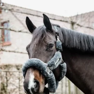 Têtière Licol de transport mouton - Kentucky