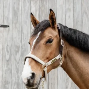 Licol Anatomique Nylon - Kentucky