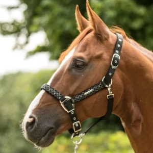 Licol "Venus" - Lami-Cell