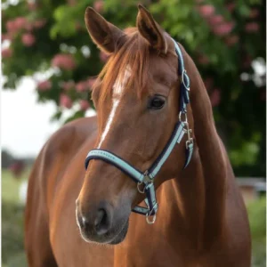 fzefe.pngv1692520606 Licol Atheltic - Waldhausen