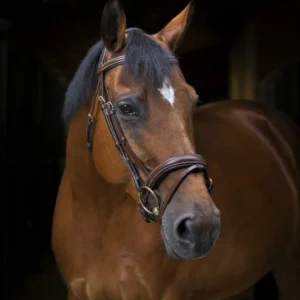 Bridon Pro "Wave" - Éric Thomas