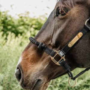 Licol De Contrôle - Kentucky