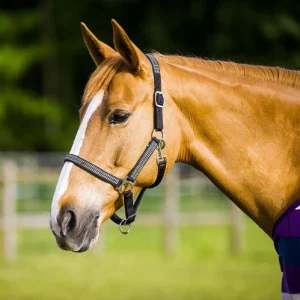 Licol Diamond - Norton