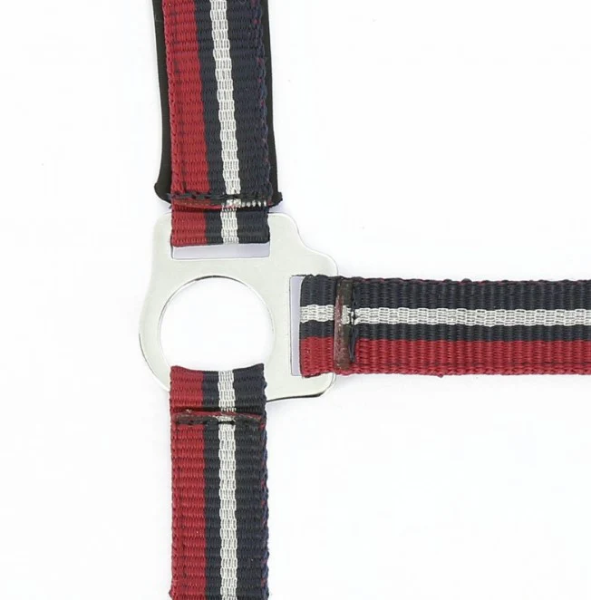 Licol + Longe Brillant - Norton – Image 2