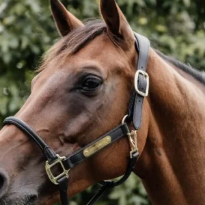 Licol En Cuir Anatomique - Kentucky