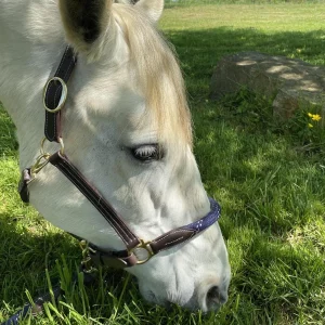 licol-chevaux-poneys-canter-corde-marron-marine.jpgv1631084007 Licol Canter Corde