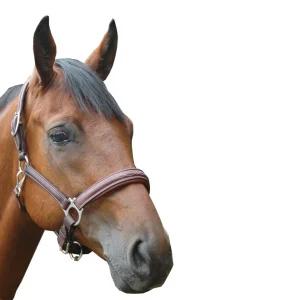 Licol Privilège Equitation Royan