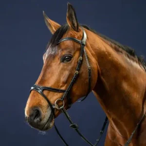 Bridon X-Fit D Collection - Dy'on