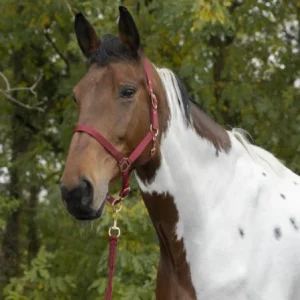 Licol + Longe Nylon "Rose Gold" - Norton